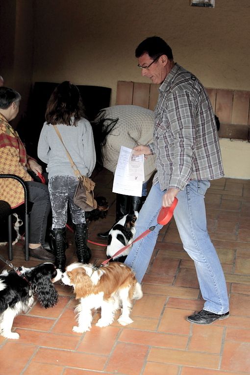 Déroulement de la journée Cavalier King Charles.