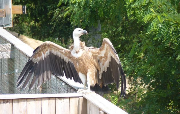 Deuxième journée au zoo de Beauval