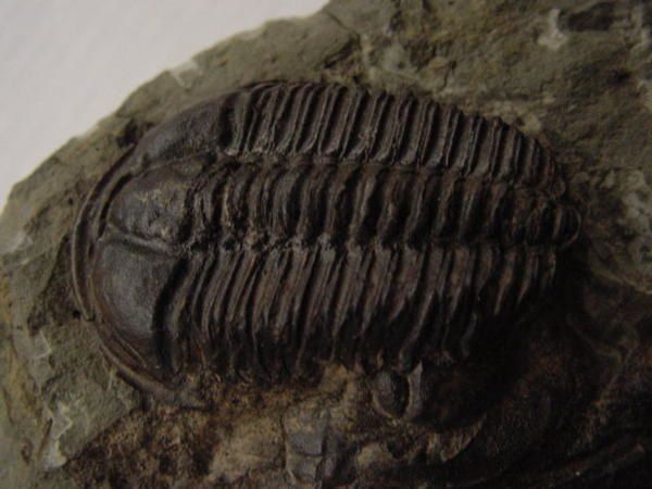 <p>Les Arthropodes sont de très beaux fossiles très recherchés par les amateurs. </p>
<p>Ils incluent les trilobites, crustacés, insectes, cirripèdes, et les ostracodes.</p>
<p>Voici quelques pièces sélectionnées de ma collection privée.</p>
<p>Bon amusement !</p>
<p>Phil "Fossil"</p>
<p> </p>