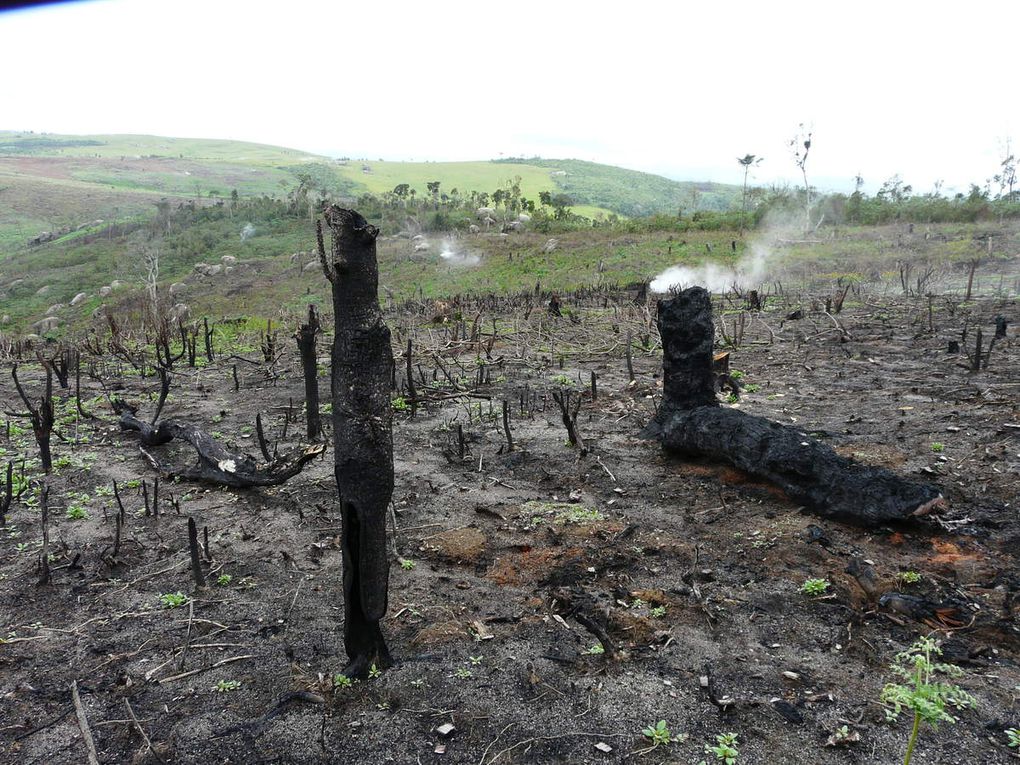 THE FOREST HAS UNDERGOES RECENTLY GRAVE DAMAGE DUE TO THE DEFORESTATION FOR THE PLANTATION OF GERANIUM INTENDED FOR THE FABRICATION OF ESSENTIAL OIL