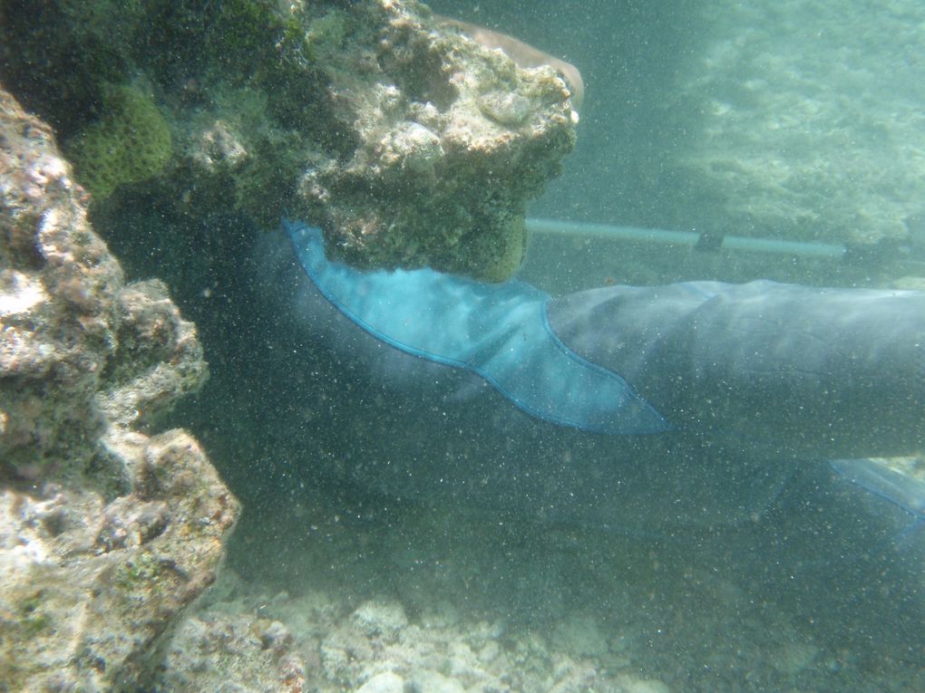 Decouverte du royaume des Tonga et de son ato.l sauvage au milieu du Pacifique, Minerva Reef