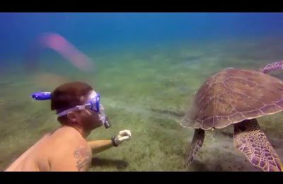 GUADELOUPE, MAGNIFIQUE BAIGNADE AVEC LES TORTUES