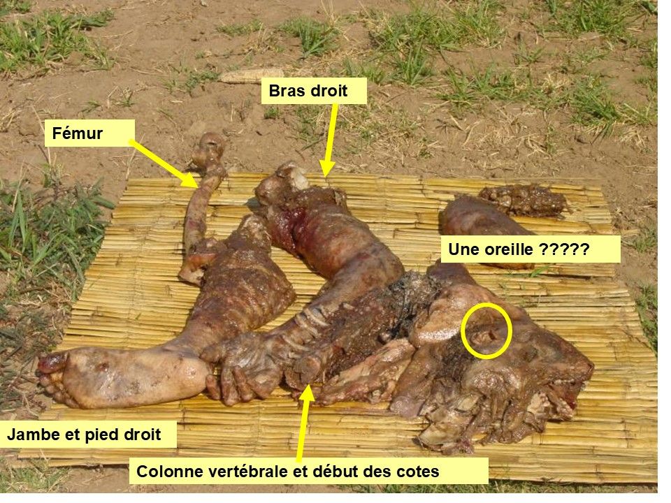 Divers - Chasseurs de Crocodiles