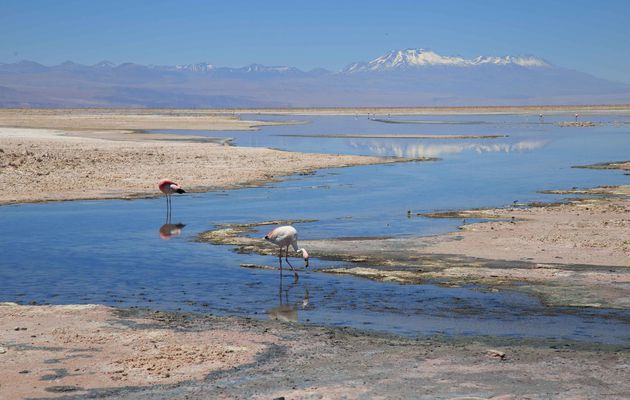 Atacama - Jour 3 : La route des lagunes
