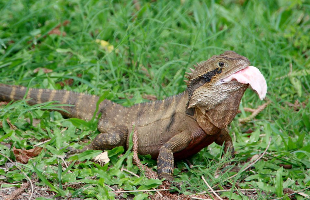 Les animaux que nous avons eu la chance de rencontrer en Australie en  2010