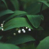 1er mai, fête du travail et du muguet