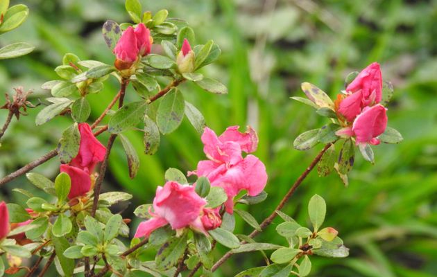 Les fleurs du jardin :-)