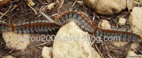 Photos d'insectes et autres bestioles croisées dans la journée, généralement en forêt d'Azrou dans les montagnes du Moyen-Atlas au Maroc... scorpions, araignées, fourmis, ânes, papillons, abeilles ou cigales sont présents dans cet album