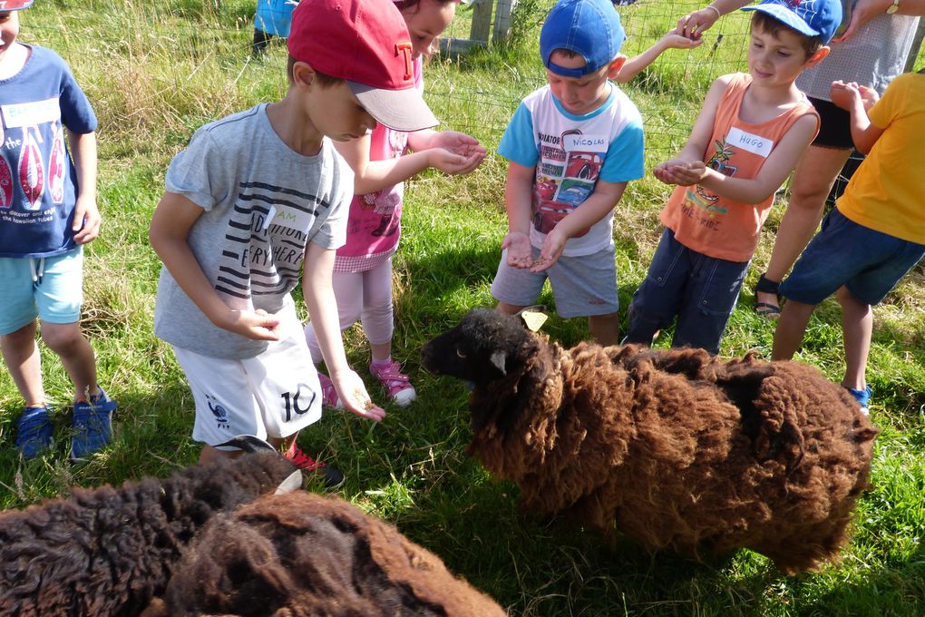 Ferme de la Haute Hairie à Saint M'hervé : sortie scolaire des classes de maternelle.