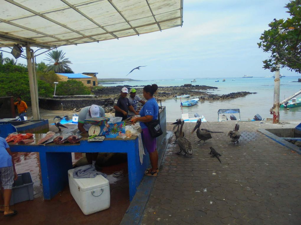 Archipel des Galápagos - un rêve éveillé