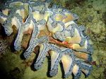 Corail à tentacules (2)