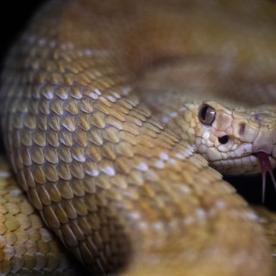 Il mord le serpent qui l'avait mordu, ils meurent tous les deux