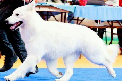 Multi champion I'lander du loup de la vieille église dispo pour saillie 