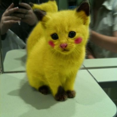 Le premier chaton Pikachu