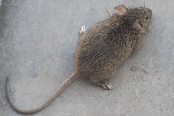 Paris: opérations 'coup de poing' contre les rats