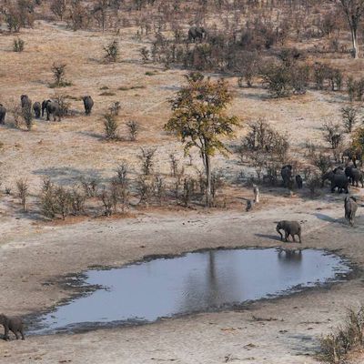 Au Botswana, des centaines d’éléphants meurent dans des conditions mystérieuses