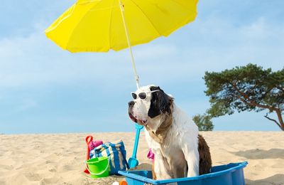 Le guide des plages pour chien