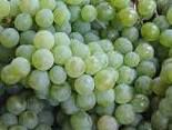 #White Niagara Producers Pennsylvania Vineyards page 2
