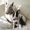 Bull terrier