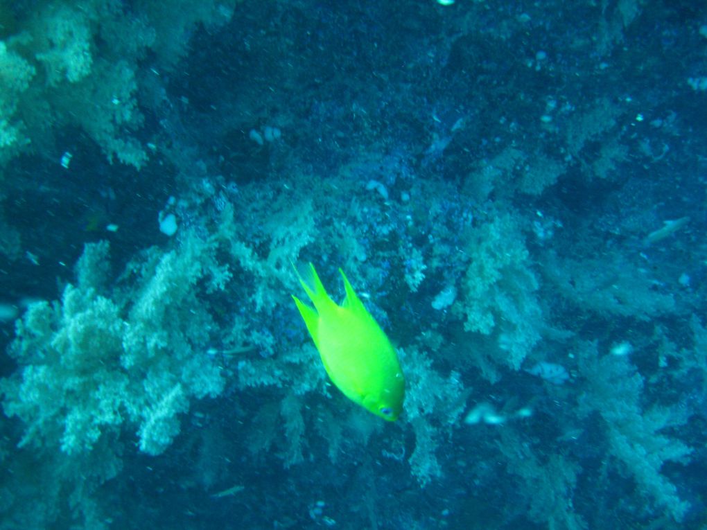 des Galapagos au Pacifique, nos modestes photos sous-marines. Nous allons devoir investir dans un meilleur appareil! Le pus beau corail aura été aux Fidji, les requins aux Galapagos et aux Touamotu, les raies aux San Blass et en Nouvelle Caledonie,