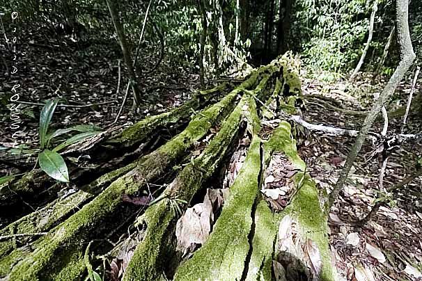 Album - Vegetation-et-paysage