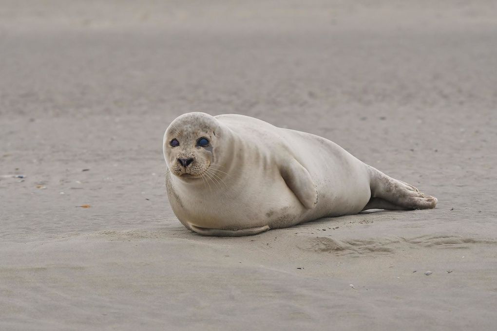 Phoque commun ou veau marin.