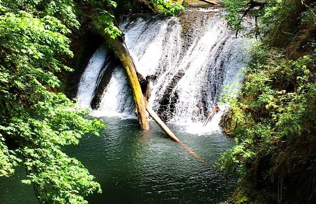 Alexie aux USA... (43) Silver Falls State Park dans l'Oregon