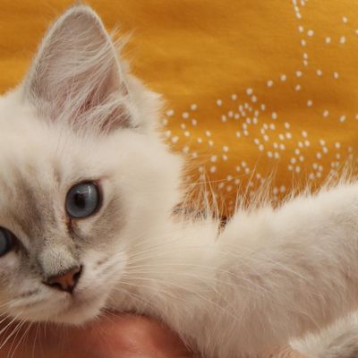 Ma Scarlett