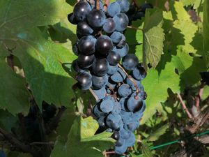 Vendanges 2023 pour la vigne pédagogique de la Bastide MARIN