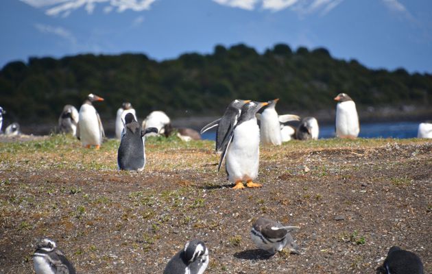 Ushuaia (2): Le Canal de Beagle