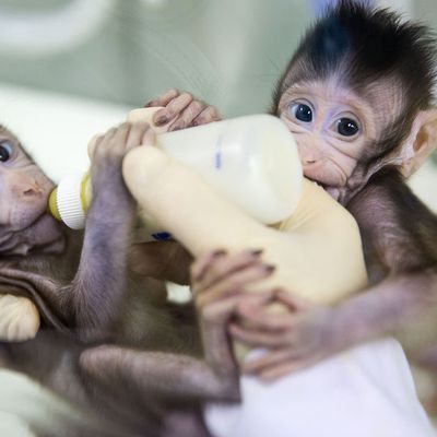 Zhong Zhong et Hua Hua les 2 petits singes cloné 