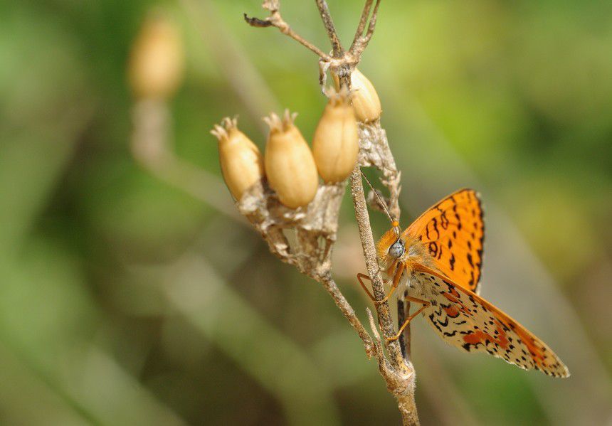 Album - Macro-Papillons