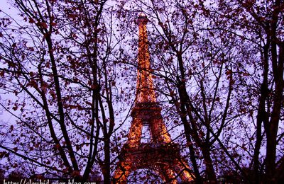 Paris sous les branches