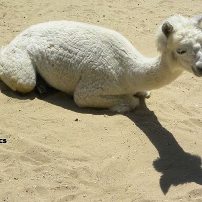 Des nouvelles de la famille Alpaga, au zoo de la Palmyre...