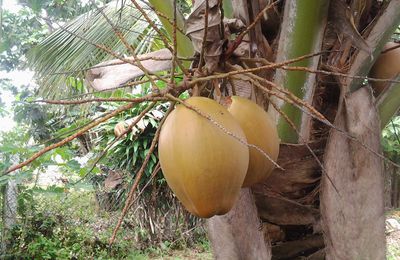 Noix de coco et fruits à pain