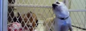 This Determined Chihuahua Made A Daring Jailbreak That'll Have You In Stitches