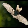 22ème nuit internationale de la chauve-souris