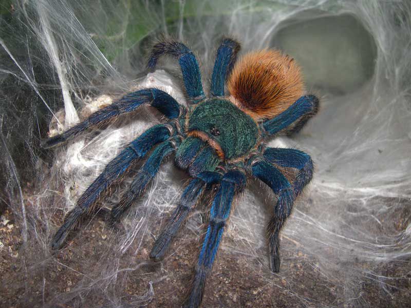 Album - Chromatopelma cyanopubescens