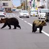 Les attaques d'ours en hausse au Japon à cause du changement climatique