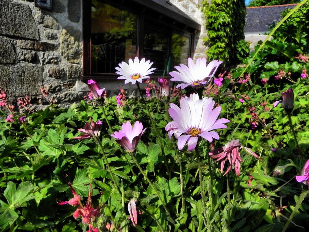 Album - jardin-bassin