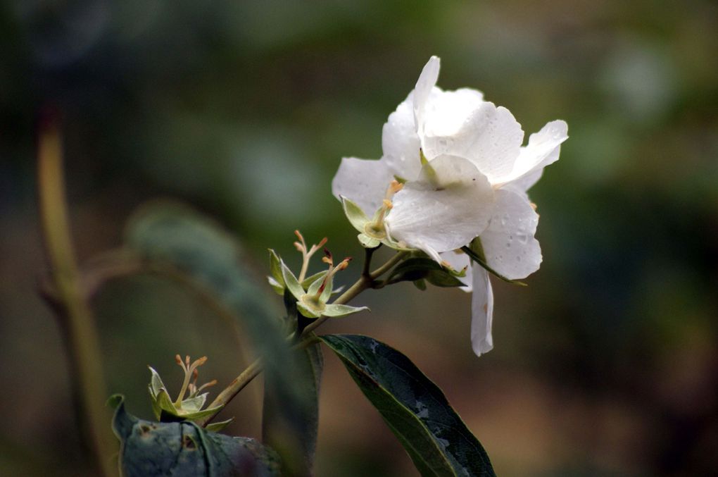 Fleurs de printemps de mon jardin ou des jardins de mes amies...