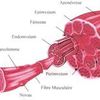 La constitution du muscle