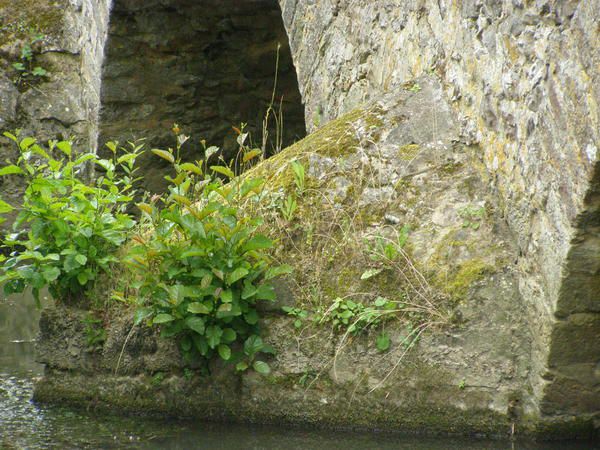 Album - Pont-romain-d'Yvré-l'Evèque