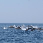 Cuccioli di delfino nel mare di Taranto - Bari - Repubblica.it