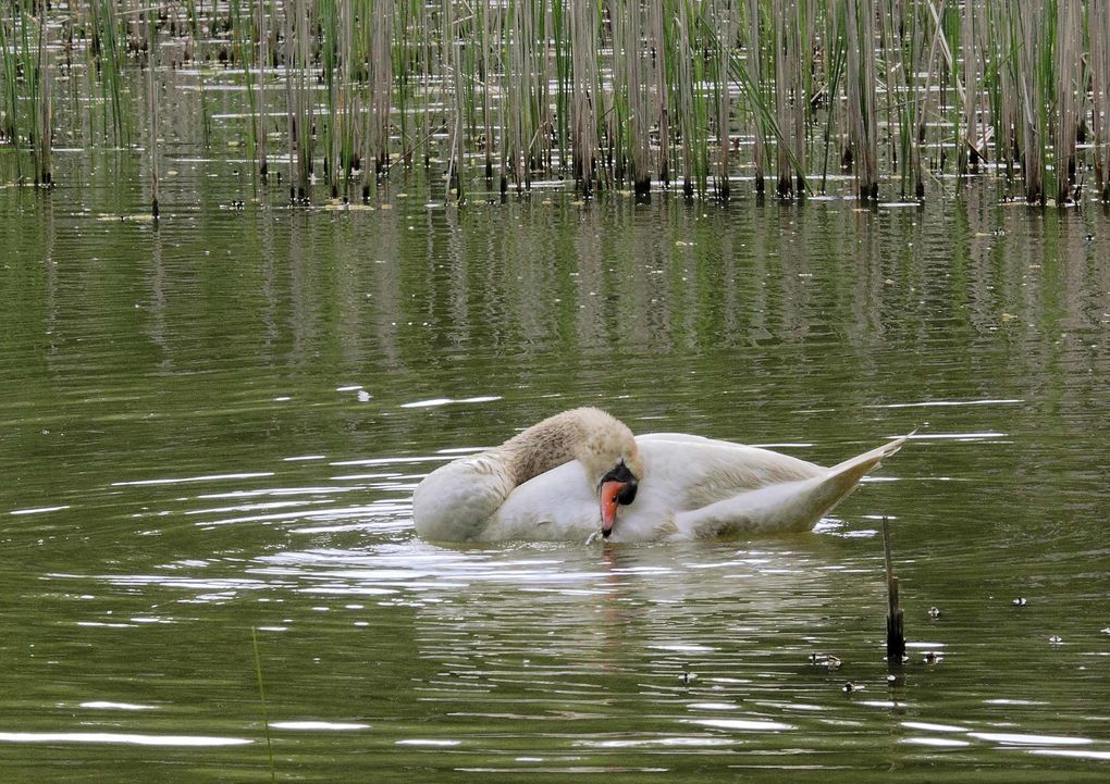 Album - La famille cygne