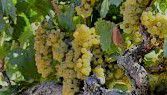 #Marsanne Producers Australia Vineyards Page 2