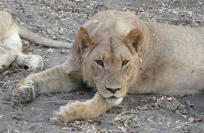 Jeune lion mâle (1)