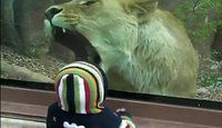 Une lionne tente de dévorer un petit enfant d'1 an au zoo - video