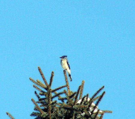 Du bleu, azurément