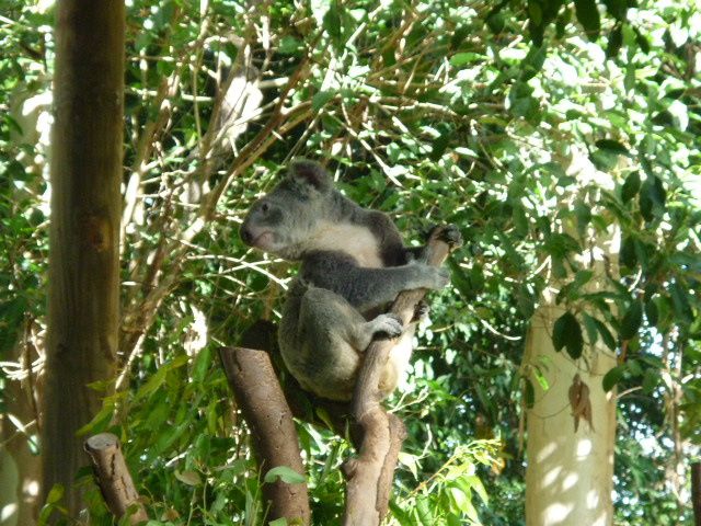 Album - 20.Australie-East-Coast